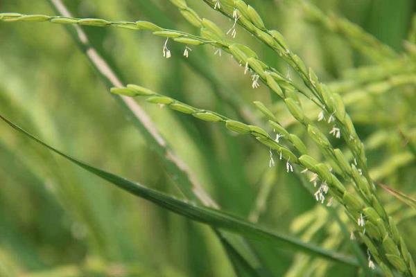 明芗优196水稻种子简介，一般4月下旬5月上旬播种