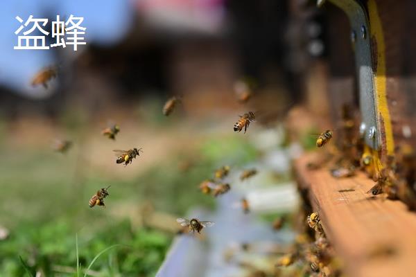 侦查蜂和盗蜂的区别，目的、出现时间、行为习惯均不同