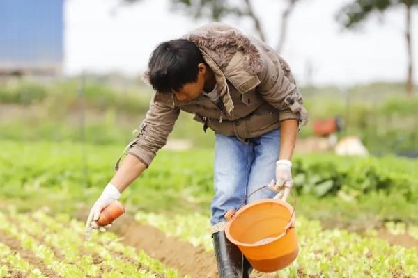 生菜的播种季节，适合在春季和秋季播种