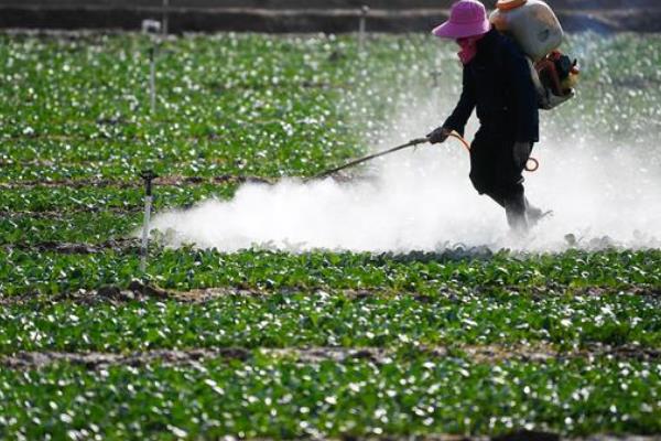 生菜的播种季节，适合在春季和秋季播种