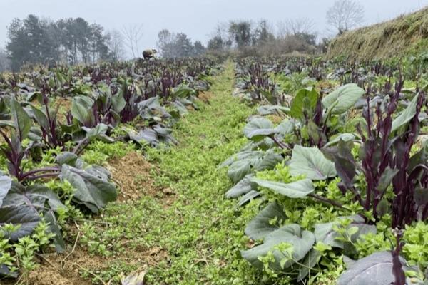 种植红菜苔要施什么肥，可施土杂肥、蔬菜专用肥等