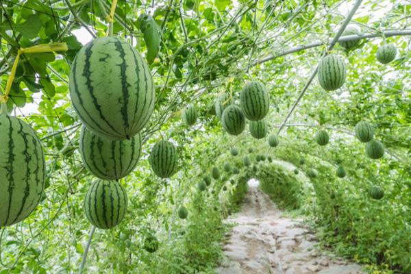 西瓜藤太旺不结果怎么解决，可以控制土壤中的氮元素和水分的含量