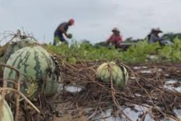 西瓜藤太旺不结果怎么解决，可以控制土壤中的氮元素和水分的含量