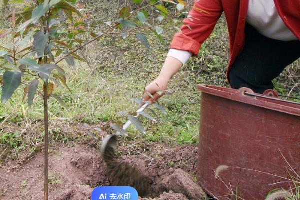 红肉蜜柚幼树期怎么管理，季梢转绿后按照薄肥勤施的方式提供养分