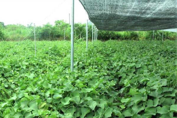 冬天可以种植龙须菜吗，龙须菜可以在冬天种植