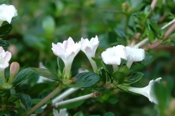 六月雪何时开花，花期在5-7月