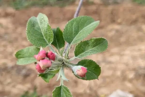 花露红的打药时间，在花序分离期进行