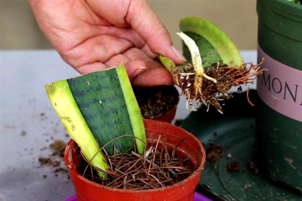 怎么养厚脸皮植物，生长期需保持盆土湿润