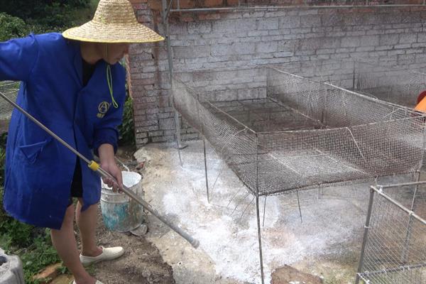 养鸭子怎么解决臭味，需开窗通风并及时打扫卫生