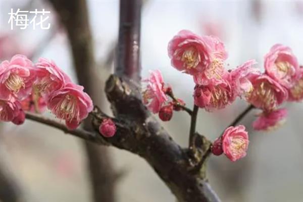 冬天最美的花，常见以下10种