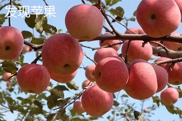 米奇拉苹果简介，是原产于新西兰的早熟苹果品种