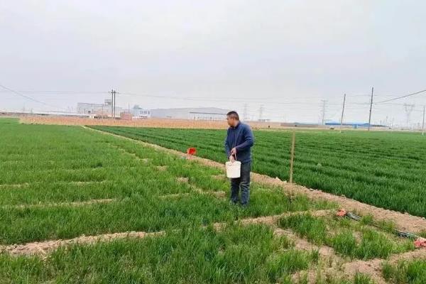 大葱套种麦田的培育方式，秋后收获大葱的麦田要及时搂耙