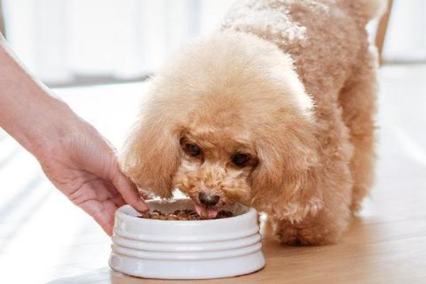 贵宾犬怎么养，刚出生的贵宾犬需要做好保温工作