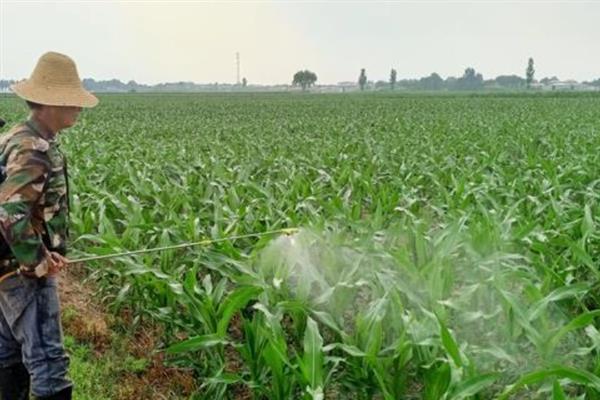 玉米刚出苗可以打除草剂吗，刚出苗时不可打除草剂