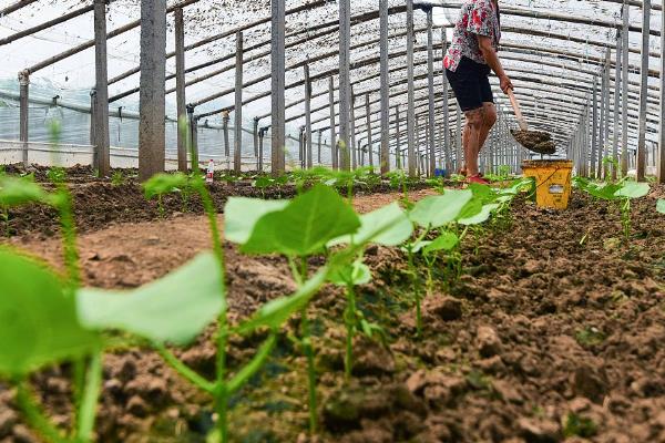 如何防止黄瓜因施肥料不当畸形，施肥比例要适当