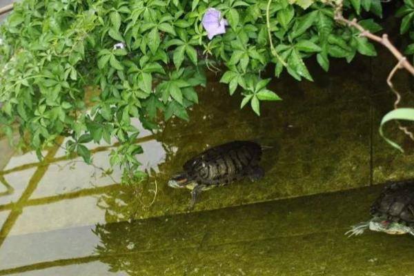 夏季养龟要注意什么，需勤换水保持水质