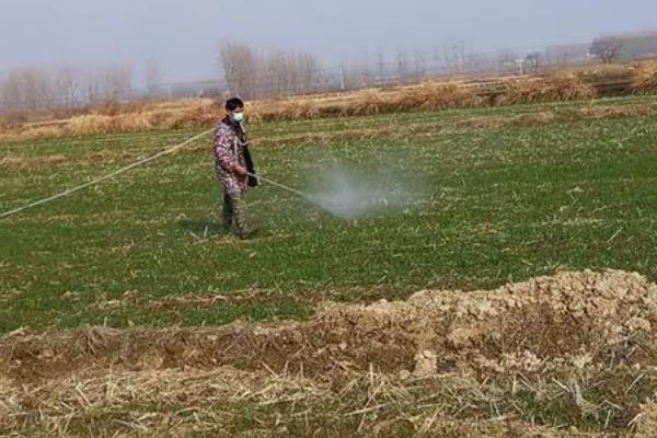 小麦常见病害怎么防治，播种前用粉锈宁拌种可防治白粉病