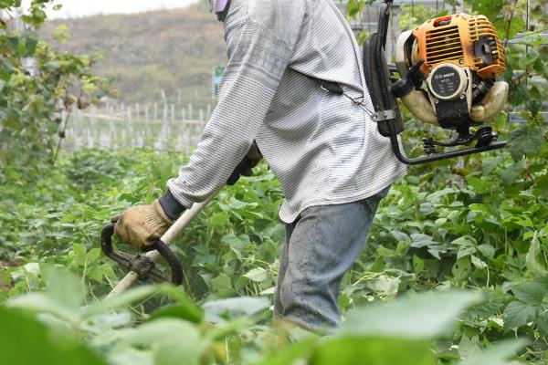 对葡萄施肥的方法，不同时期所需的肥料有区别