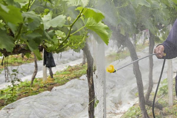 对葡萄施肥的方法，不同时期所需的肥料有区别