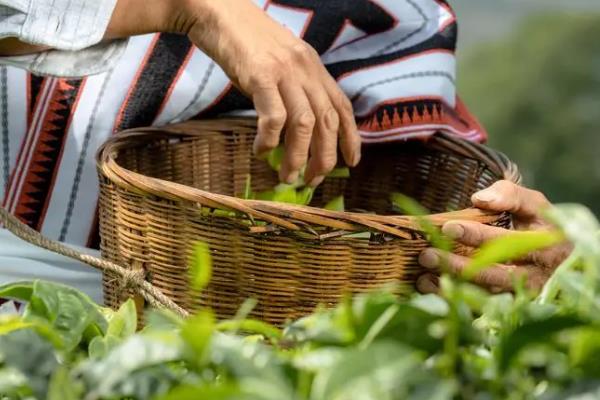 8月种植茶树的注意事项，需注意采养结合