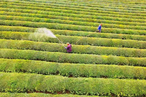 8月种植茶树的注意事项，需注意采养结合