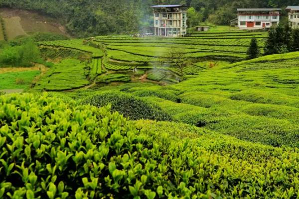 8月种植茶树的注意事项，需注意采养结合