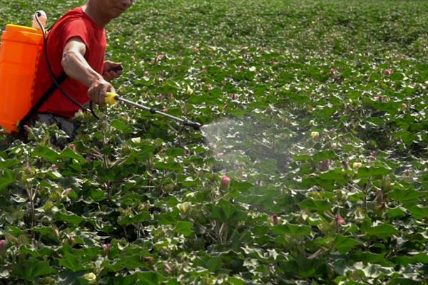 棉田除草剂的种类，常见棉田除草剂有二甲戊灵、扑草净、氟乐灵等