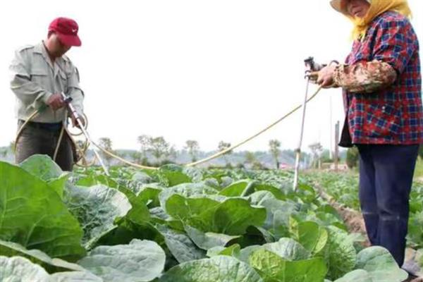 白菜包心期要施哪种肥料，结球初期和中期要追施尿素