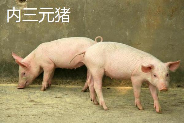 外三元猪与内三元猪有什么区别，父母本、肉质均不同