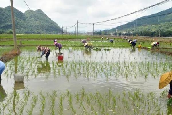 尿素有哪些新用途，能起到调节花量、疏花疏果、防治虫害等作用