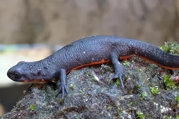 蝾螈吃什么，主要食昆虫、蠕虫、蜗牛