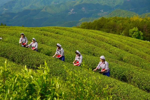 茶树茶黄硬蓟马的危害，主要为害嫩叶