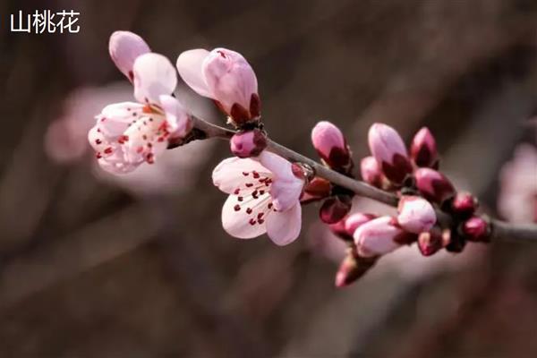 山桃花和桃花有什么区别，株高、叶片和花朵均不同