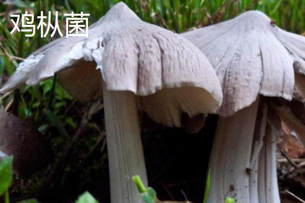 野生菌的生长速度，在温暖湿润的地方只需10天即可成熟