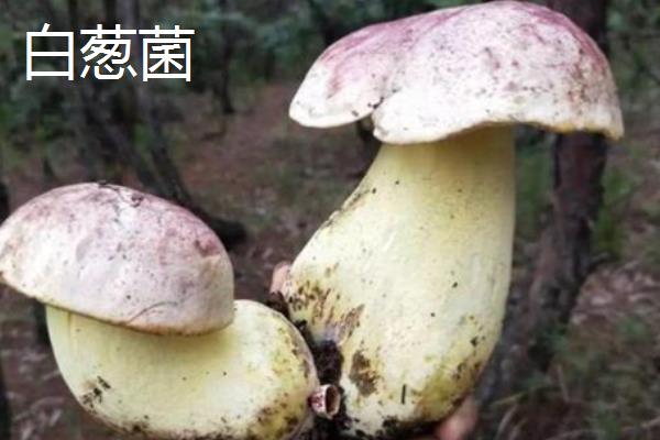 野生菌的生长速度，在温暖湿润的地方只需10天即可成熟