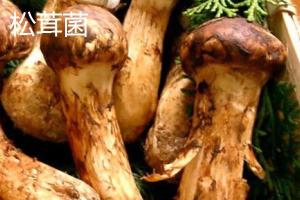 野生菌的生长速度，在温暖湿润的地方只需10天即可成熟