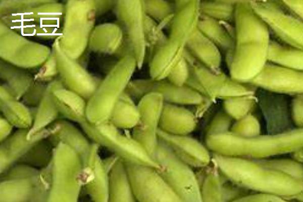 立夏前后能种什么，可以种番茄、茄子、冬瓜等