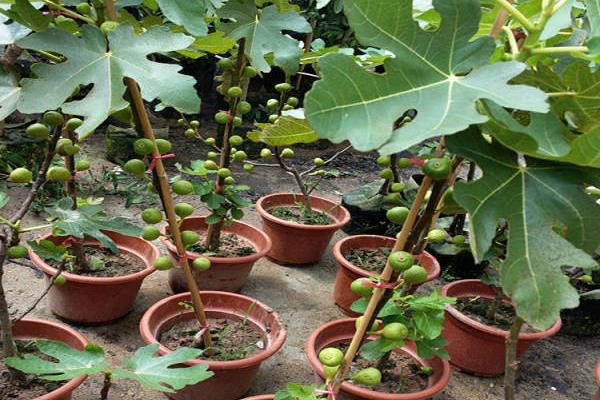 无花果如何修剪，不同季节的修剪方式不同