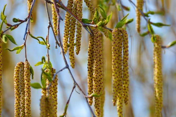 花穗的外形特点，形状与麦穗、稻穗相似