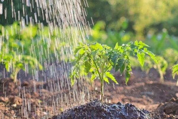 花穗的外形特点，形状与麦穗、稻穗相似