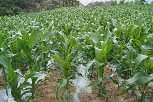 德科189玉米种子介绍,中抗茎腐病