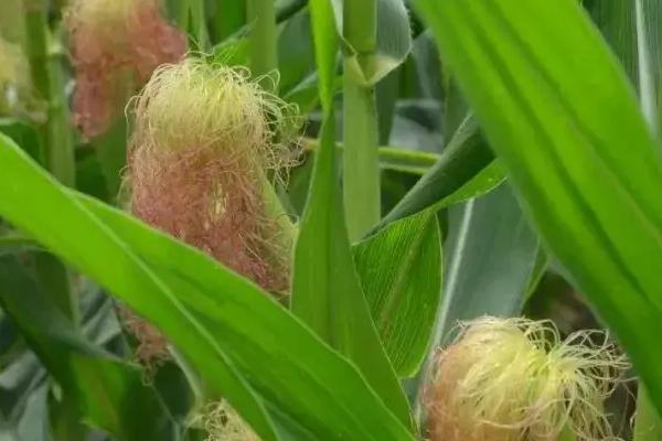 德科189玉米种子介绍,中抗茎腐病