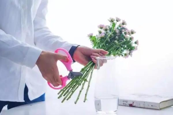 小雏菊如何插花,要先对植株的花枝进行修剪