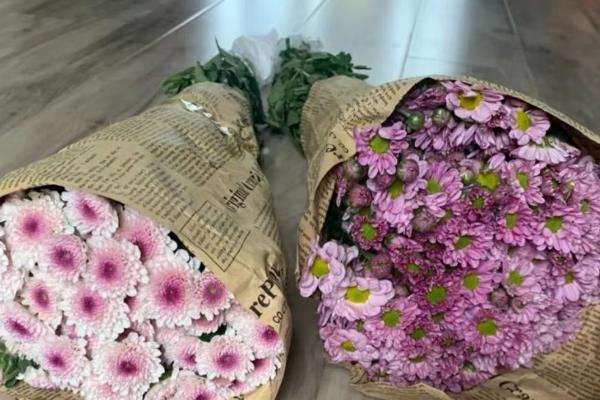 小雏菊如何插花,要先对植株的花枝进行修剪