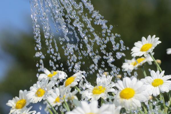 小雏菊如何插花,要先对植株的花枝进行修剪