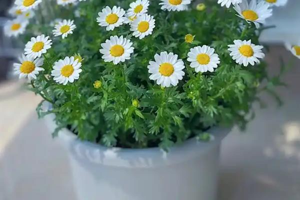 小雏菊如何插花,要先对植株的花枝进行修剪