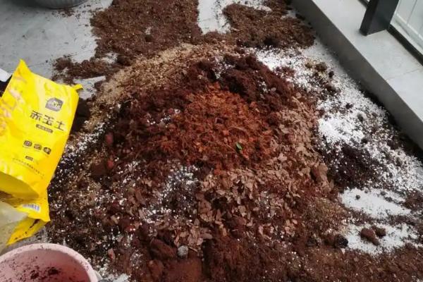 非洲凤仙花的养护方法,春秋季节放在室外阳光充足的位置