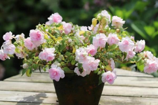 非洲凤仙花的养护方法,春秋季节放在室外阳光充足的位置