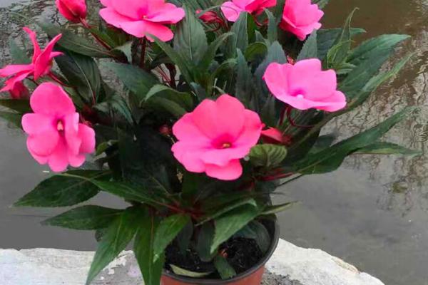 非洲凤仙花的养护方法,春秋季节放在室外阳光充足的位置