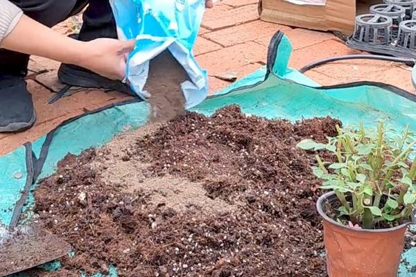 非洲凤仙花的养护方法,春秋季节放在室外阳光充足的位置